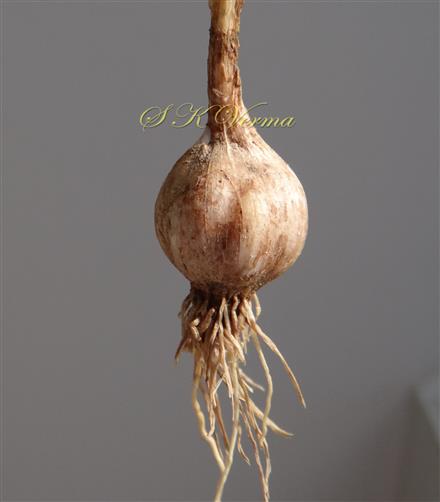  Bulb